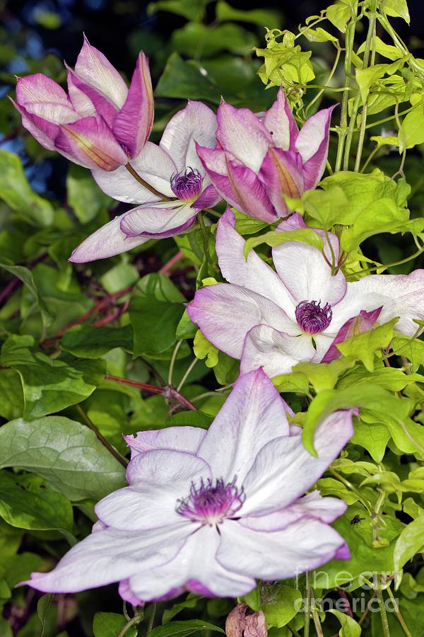 Clematis Sp Photograph by Dr Keith Wheeler/science Photo Library - Fine ...