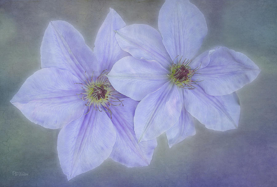 Clematis Twins Photograph by Pat Watson