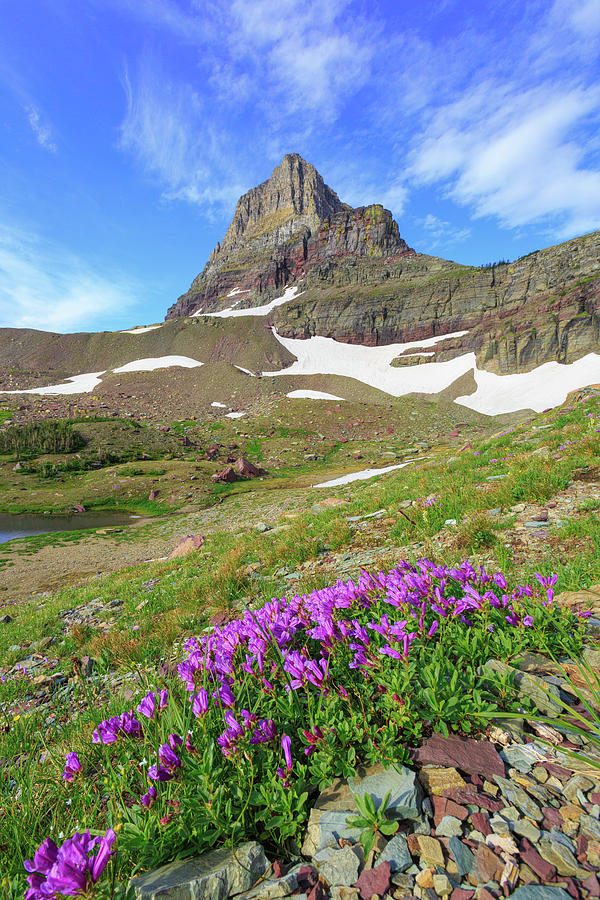 Clements Mountain Blooms Photograph by Jack Bell