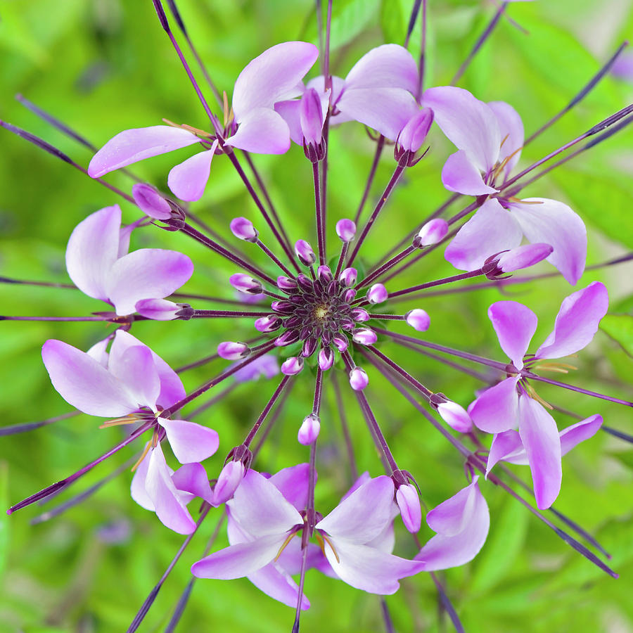 Cleome Hassleriana  Flower Photograph by Jacky Parker Photography