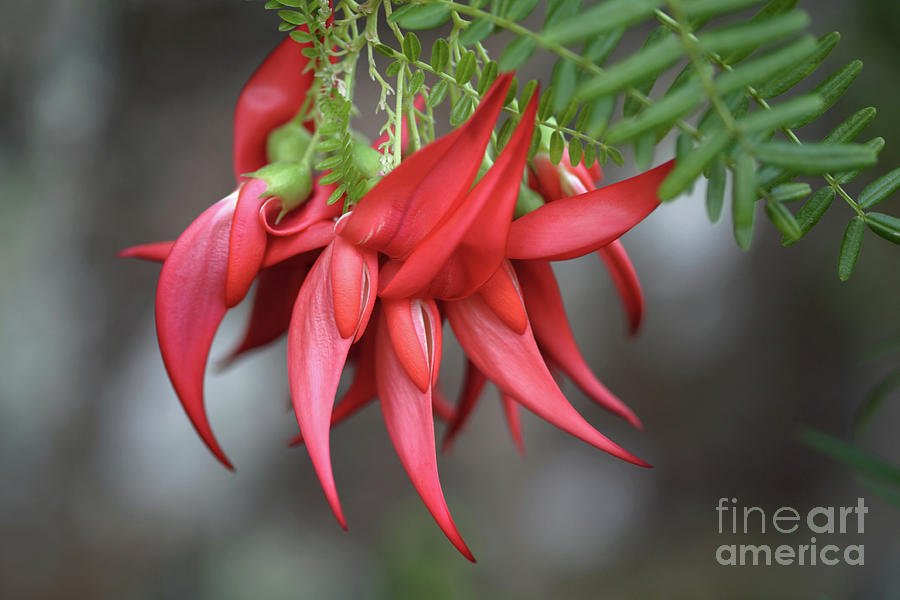 Nature Photograph - Clianthus Puniceus flamingo by Dr Keith Wheeler/science Photo Library