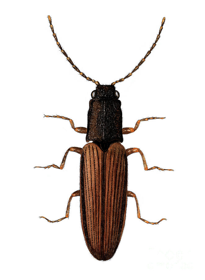 Wildlife Photograph - Click Beetle by Dr Keith Wheeler/science Photo Library