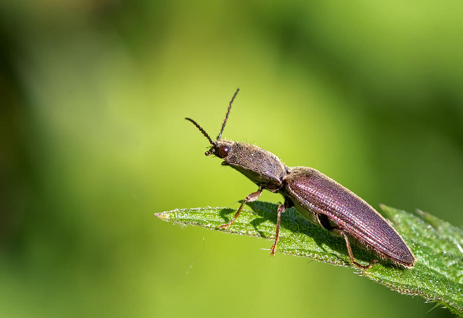 Up Movie Photograph - Click Beetle by Zina Heg