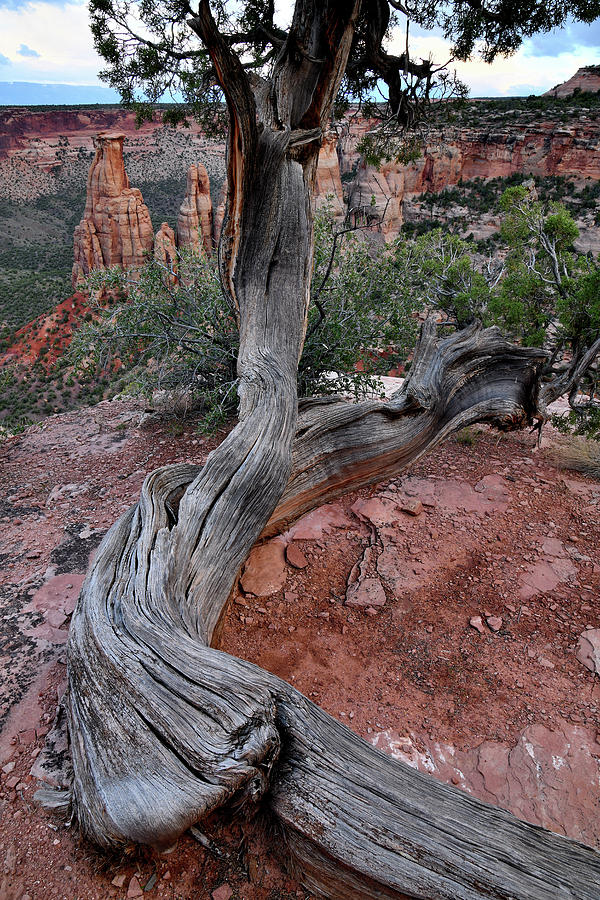 Cliff Clinging Juniper in Colorado National Monument Photograph by Ray Mathis