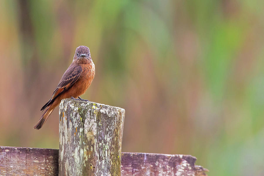 Cliff Flycatcher Photograph by Jean-Luc Baron