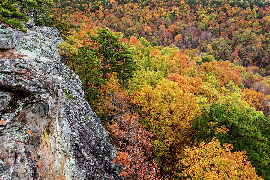 Cliff side colors of Fall Photograph by Jack Clutter