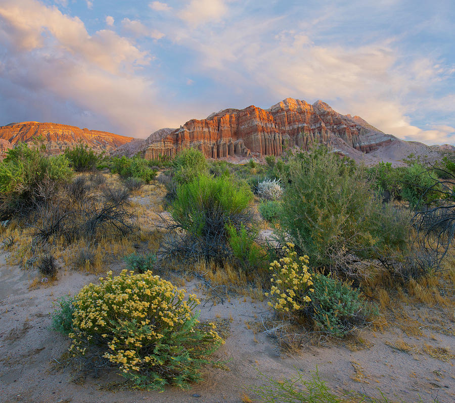 Cliffs In Flowering Desert, Red Rock Canyon State Park, California Photograph by Tim Fitzharris
