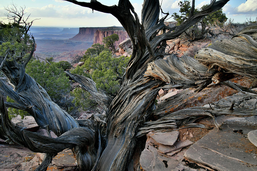 Cliffside Juniper in Canyonlands NP Photograph by Ray Mathis