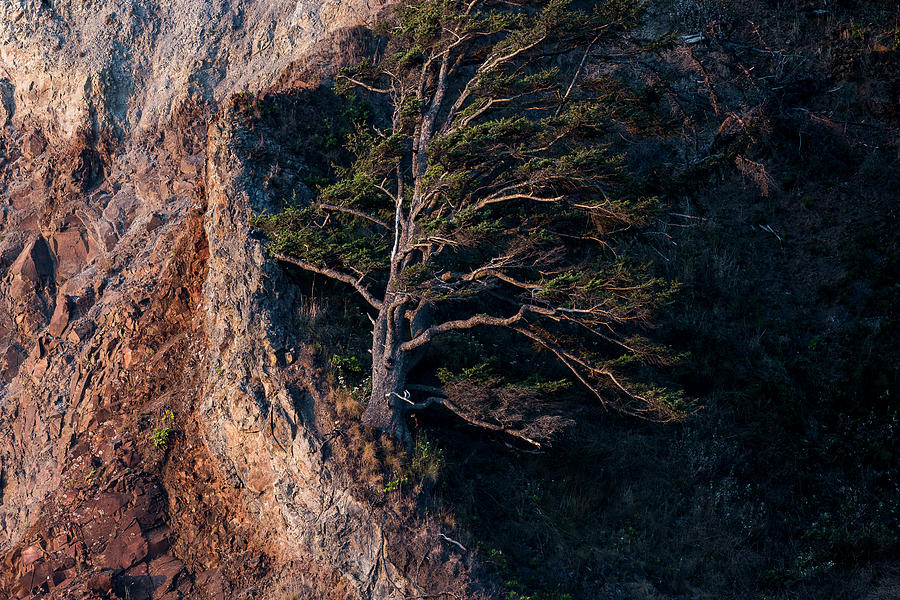 Cliffside Sitka Spruce Photograph by Robert Potts