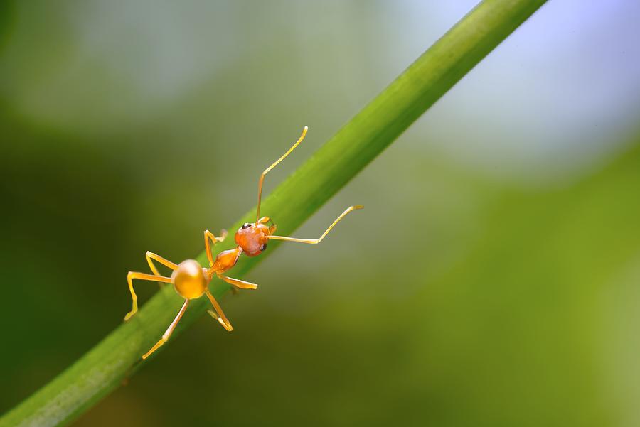 Ant Photograph - Climb by Giom