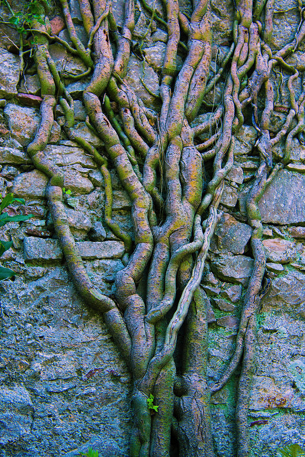 Climbing a wall by Yulia Kazansky Climbing a wall by Yulia Kazansky