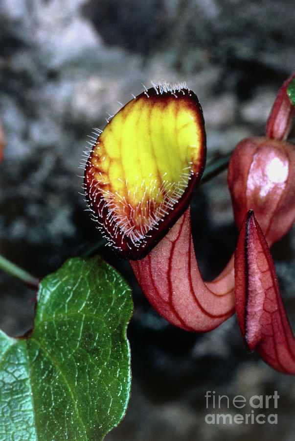 Climbing Birthwort Flower Photograph by Vaughan Fleming/science Photo Library