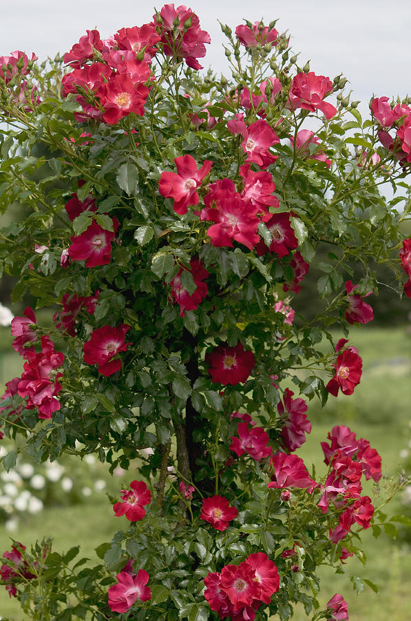 Rose Photograph - Climbing Crimson Rose Dortmund 2 by Jenny Rainbow