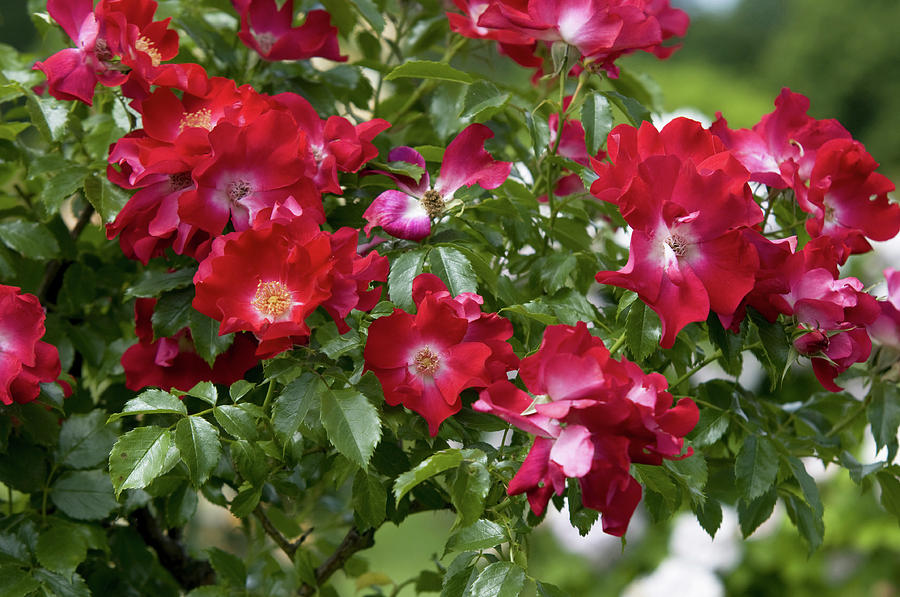 Rose Photograph - Climbing Crimson Rose Dortmund 5 by Jenny Rainbow