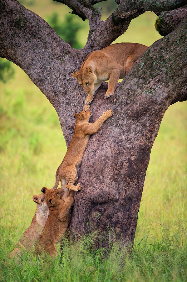 Climbing Cub Photograph by Mohammed Alnaser