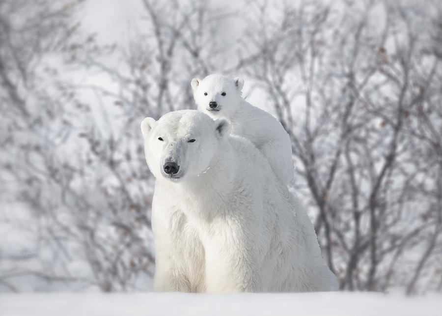 Polar Bear Photograph - Climbing by Fion Wong