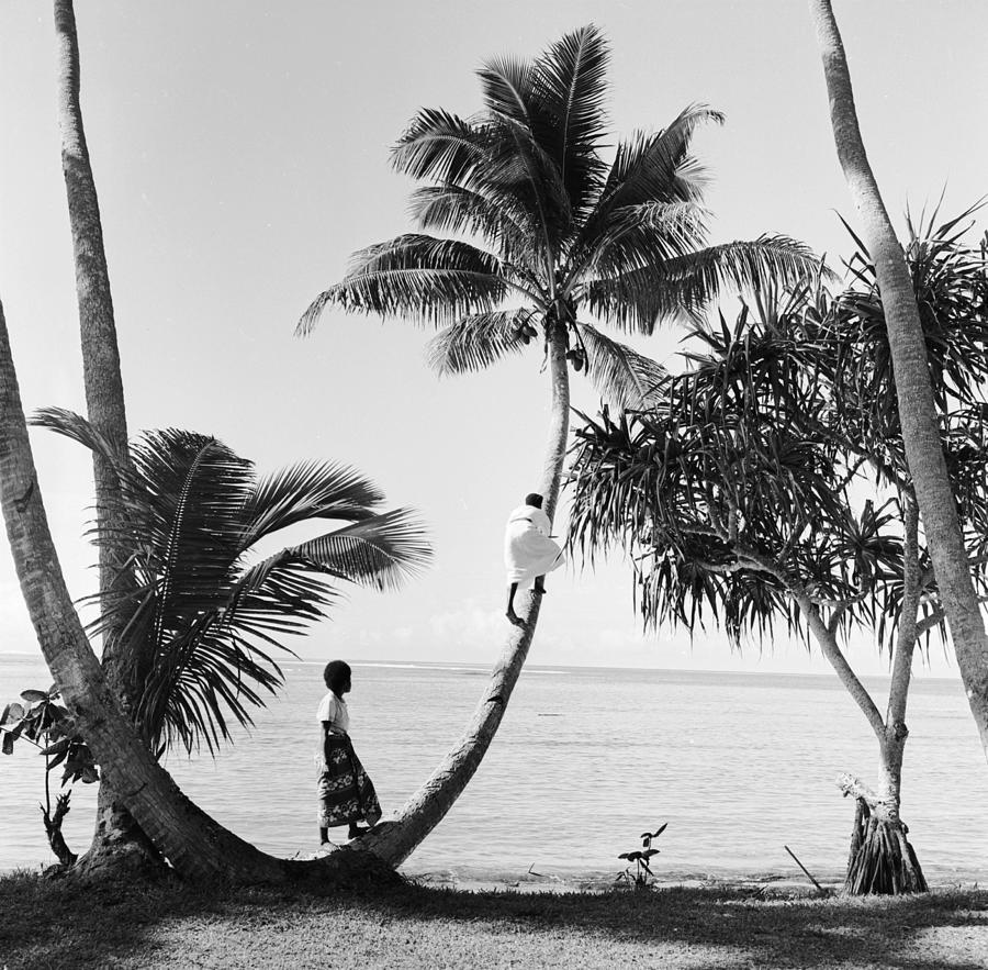 Climbing For Coconuts Photograph by Three Lions Climbing For Coconuts Photograph by Three Lions