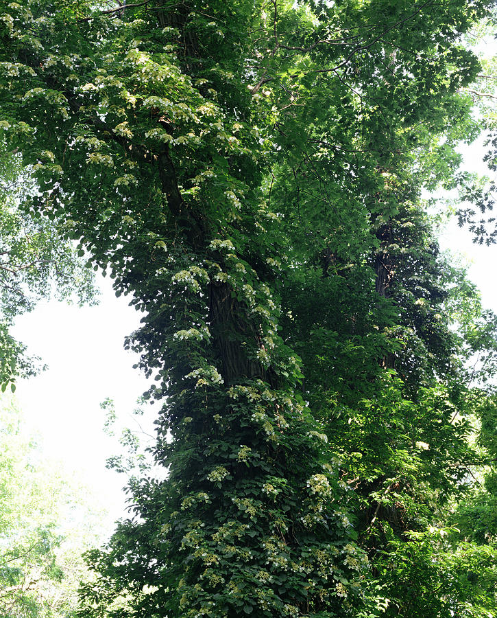 Climbing Hydrangea On Tree Trunk Photograph by Evan Sklar