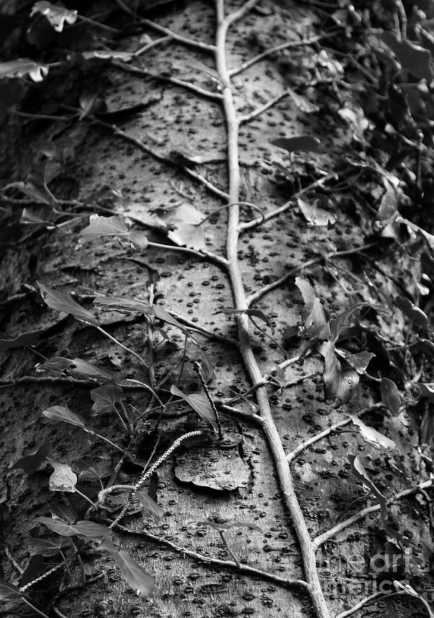 Climbing Ivy Donegal bw Photograph by Eddie Barron
