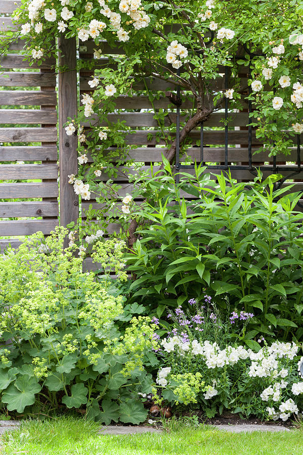 Climbing Rose And Flowerbed In Idyllic Summer Garden Photograph by Piru ...