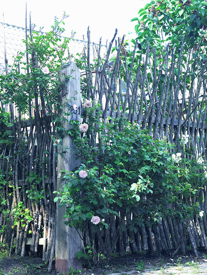 Climbing Rose Growing On Rustic Fence Made From Branches Photograph by Birgitta Wolfgang Bjornvad