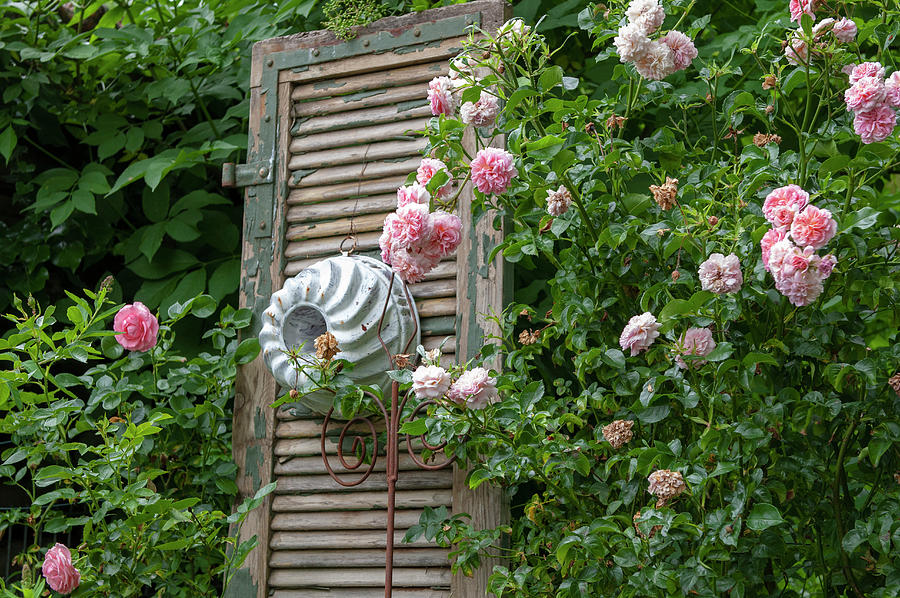 Climbing Rose, Old Shutter And Cake Pan As Decoration Photograph by Gudrun Itt
