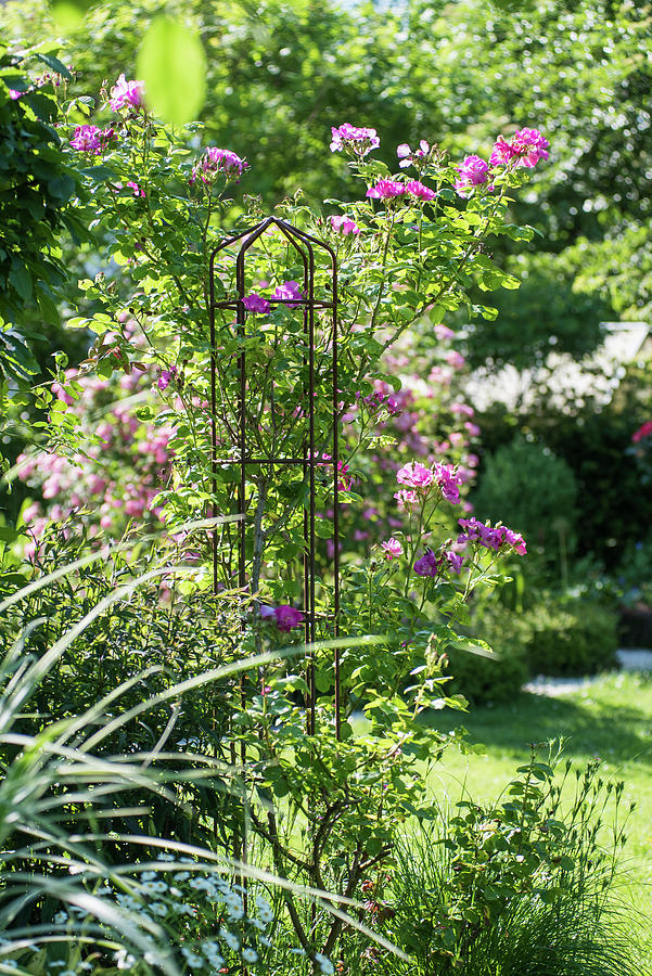 Climbing Rose On Obelisk Photograph by Karin Goldbach - Fine Art America