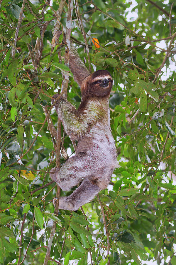 Climbing Sloth Photograph by Ivan Kuzmin