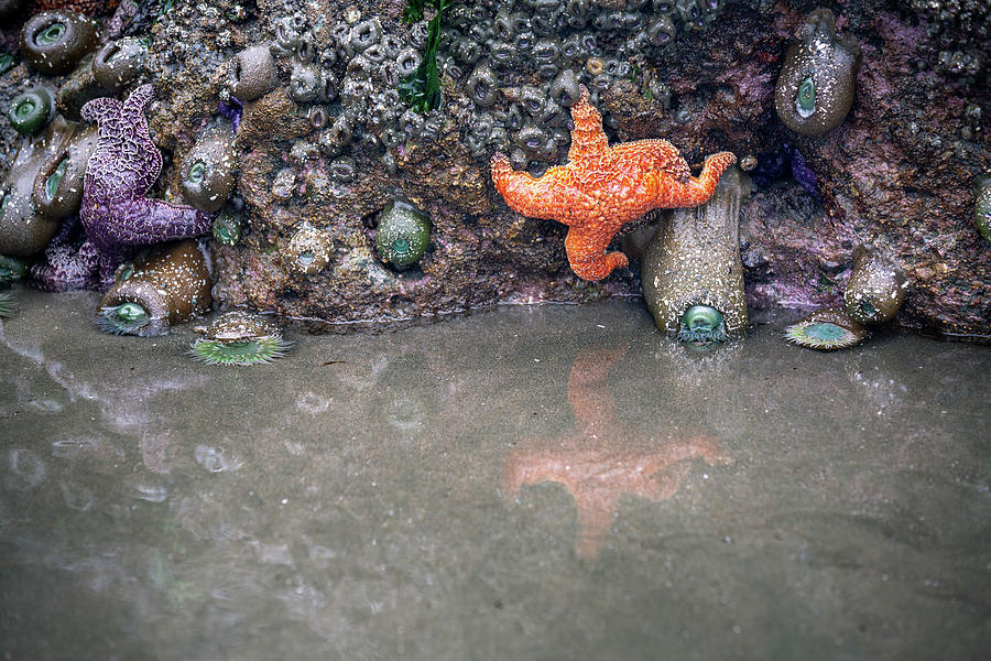 Climbing Starfish In Low Tide  Photograph by Alex Mironyuk