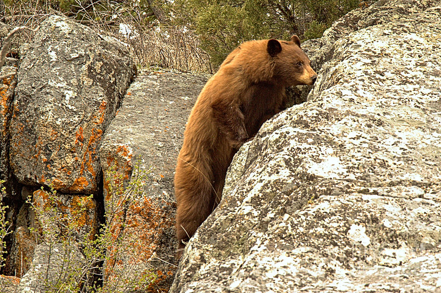 Climbing The Cliffs Of Yellowstone Photograph by Adam Jewell