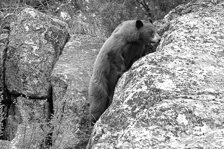 Climbing The Cliffs Of Yellowstone Black And White Photograph by Adam Jewell
