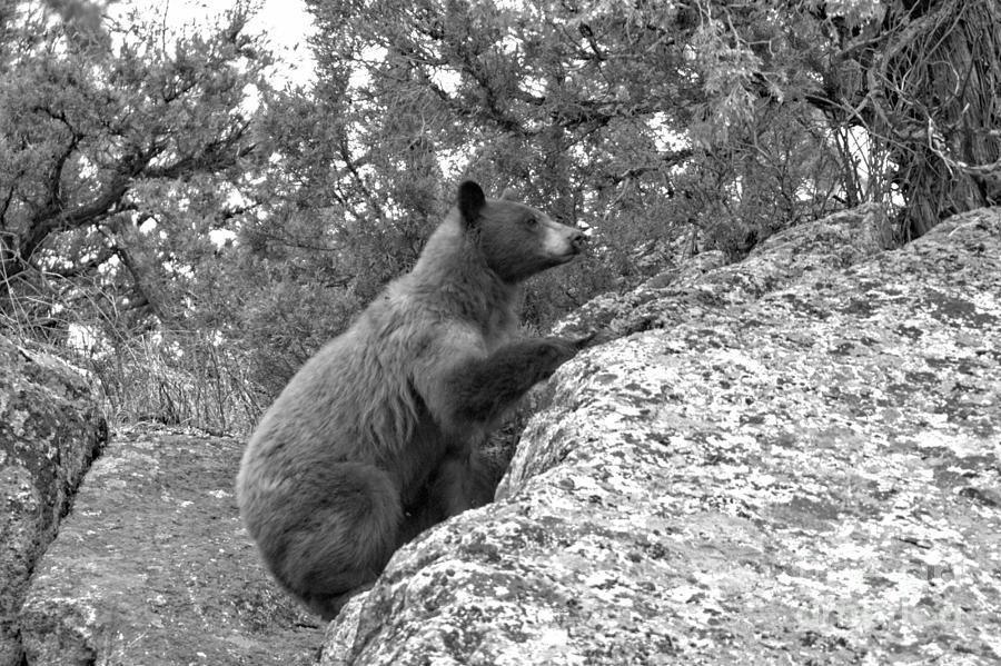 Climbing The Yellowstone Cliffs Black And White Photograph by Adam Jewell