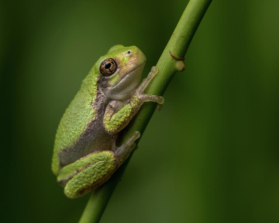 tree frog climbing