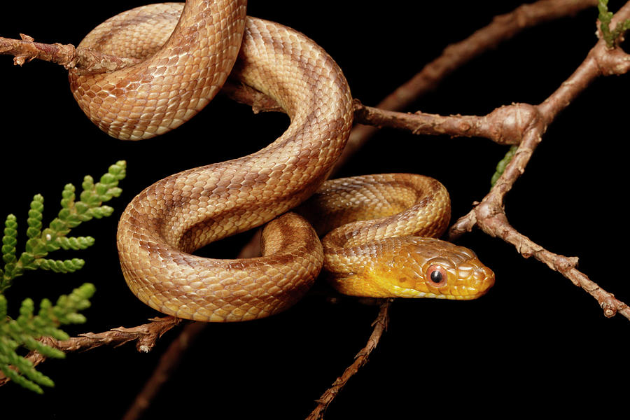Climbing Yellow Rat Snake Photograph by David Kenny
