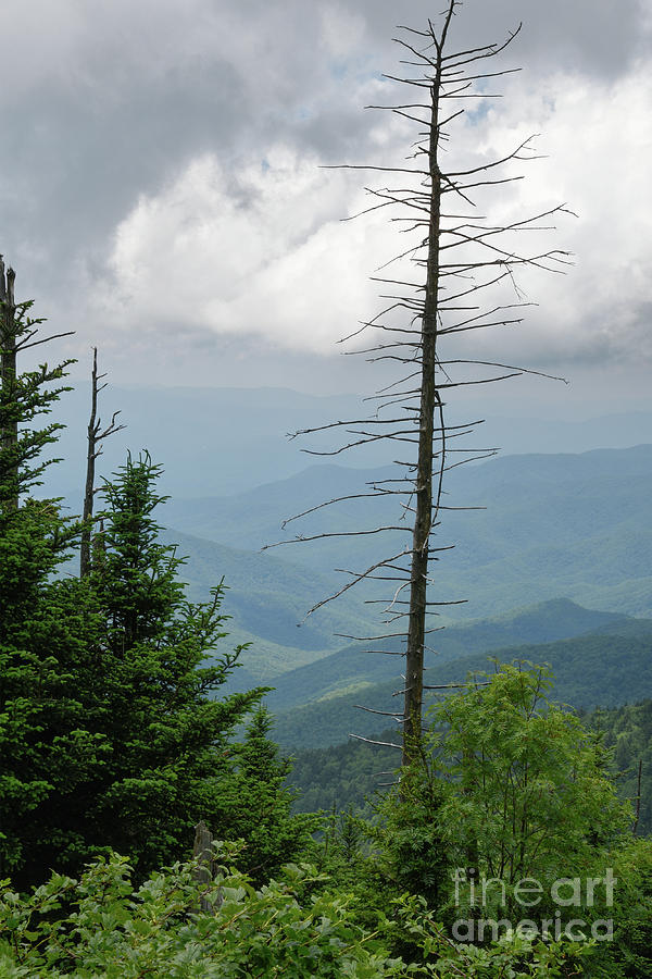 Clingmans Dome 4 Photograph by Phil Perkins