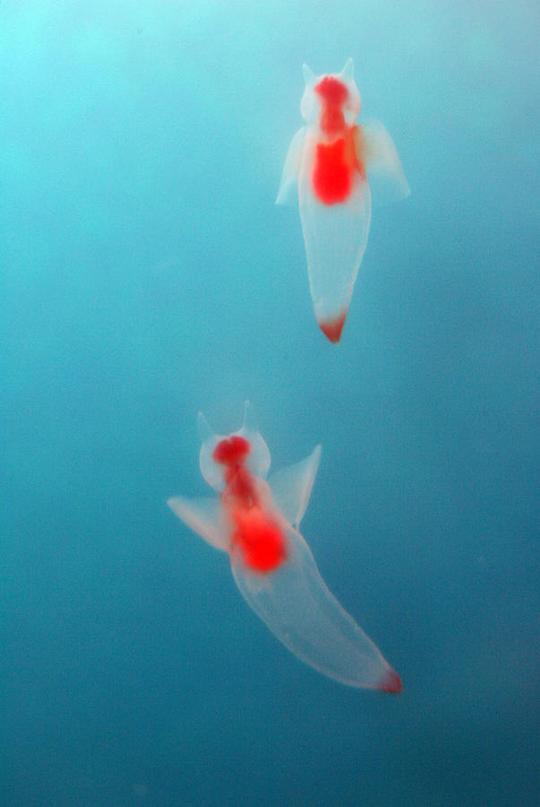 Clione or Sea Angels Swim in Tokyo Photograph by Kimimasa Mayama - Fine ...