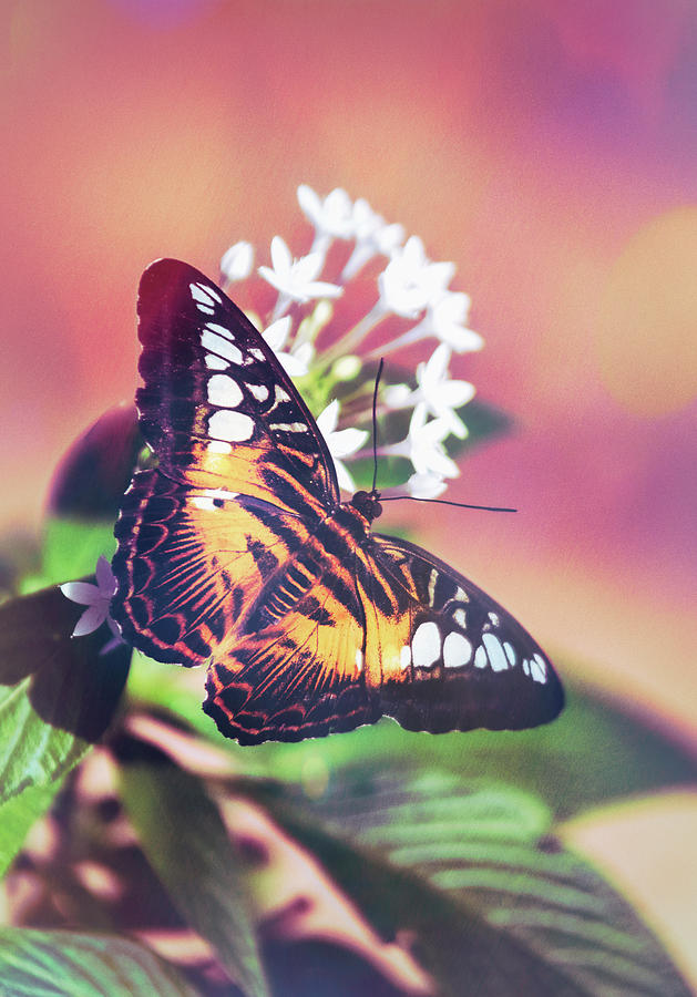 Clipper Butterfly On White Flowers  Photograph by Saija Lehtonen