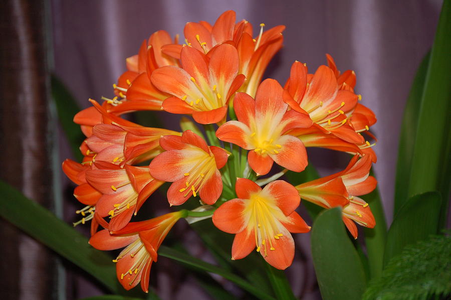 Clivia Blossoms Photograph by Nancy Ayanna Wyatt