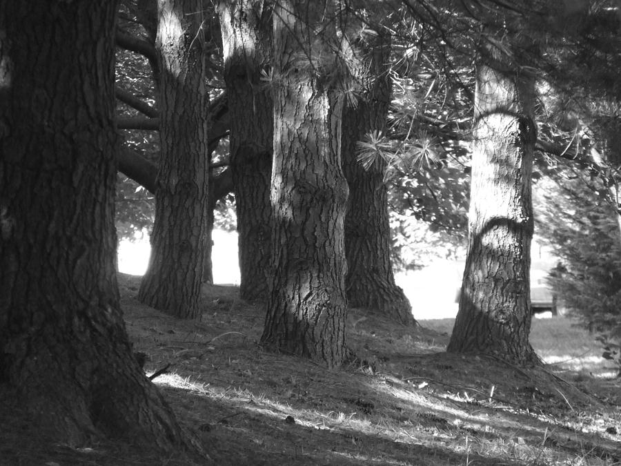 Clump of Trees by Ty Unglebower Clump of Trees by Ty Unglebower