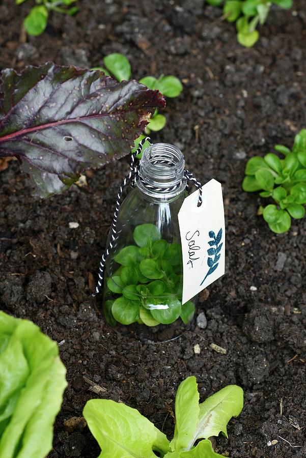 Cloche Made From Plastic Bottle With Bottom Removed And Labelled With Tag Covering Young Plant Photograph by Patsy&ulla