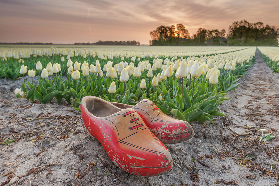 Clogs in a tulip field Photograph by Jenco van Zalk
