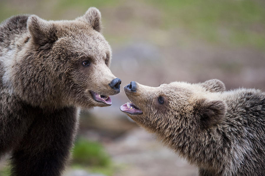 Bear Photograph - Close Contact by Robin Eriksson