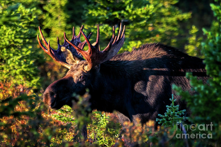 Close Encounter of the Moose Kind Photograph by Jim Garrison