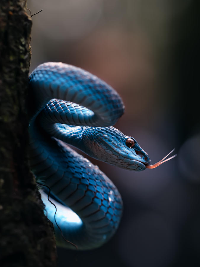 Snake Photograph - Close Range Shot by Fauzan Maududdin