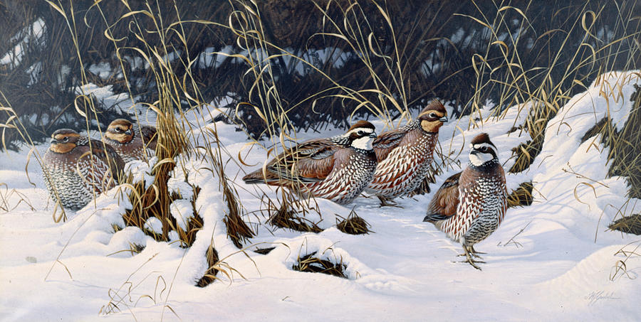 Bird Painting - Close To Cover  - Bobwhites by Wilhelm Goebel