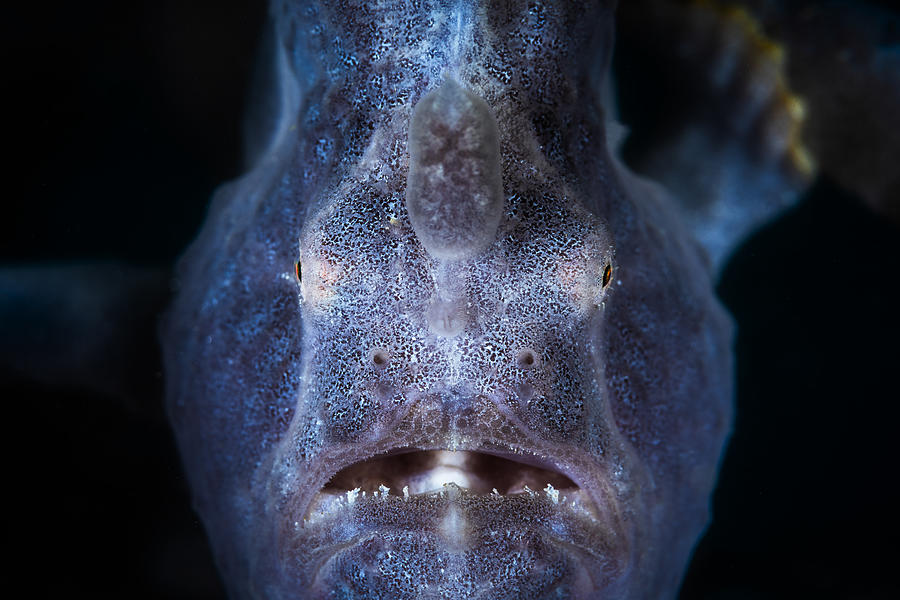 Close Up : Frogfish Photograph by Barathieu Gabriel