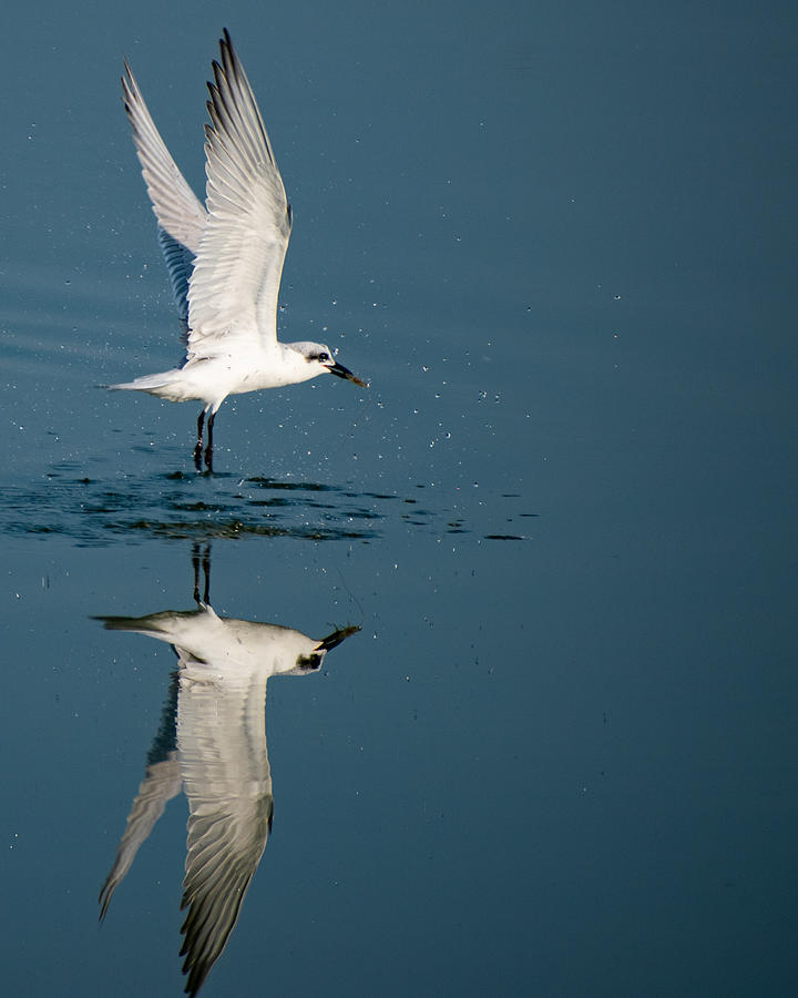 Close-up And Reflection Of Seagull Flying Over Sea Photograph by Muhammad Hamid