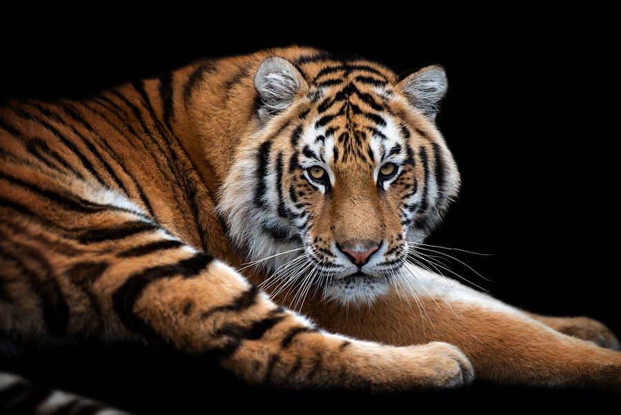 Close Up Beautiful Angry Big Tiger Photograph by Volodymyr Burdiak
