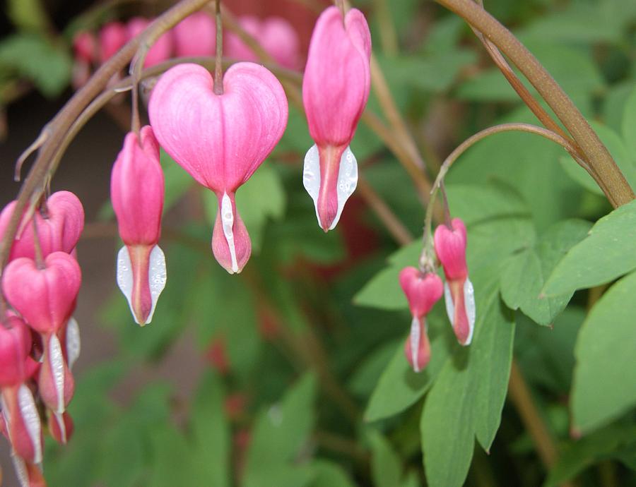 Close Up Bleeding Heart Photograph by Paul - Phyllis Stuart - Fine Art ...