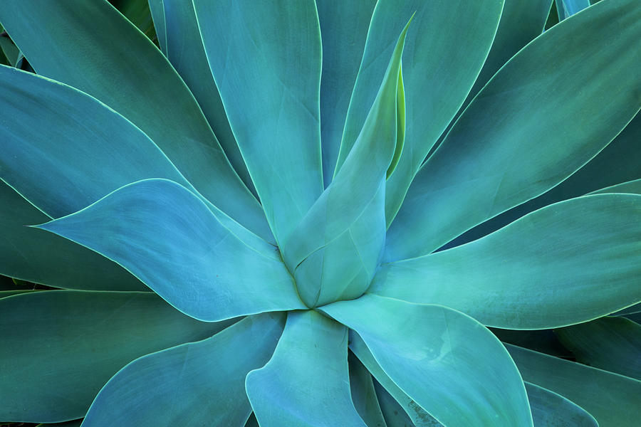 Close-up Blue Green Agave Leaves Photograph by Darrell Gulin - Fine Art ...